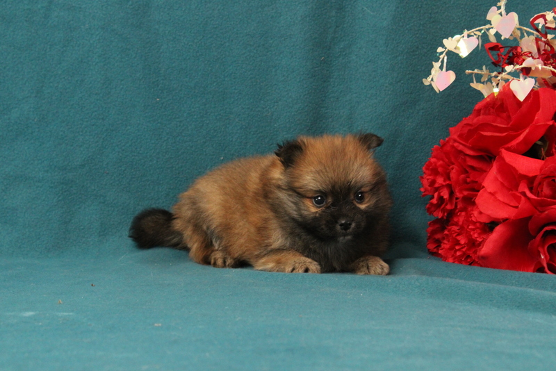 puppy, for, sale, Pomeranian, Matthew B. Stoltzfus, dog, breeder, Gap, PA, dog-breeder, puppy-for-sale, forsale, nearby, find, puppyfind, locator, puppylocator, aca